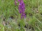 Anacamptis laxiflora